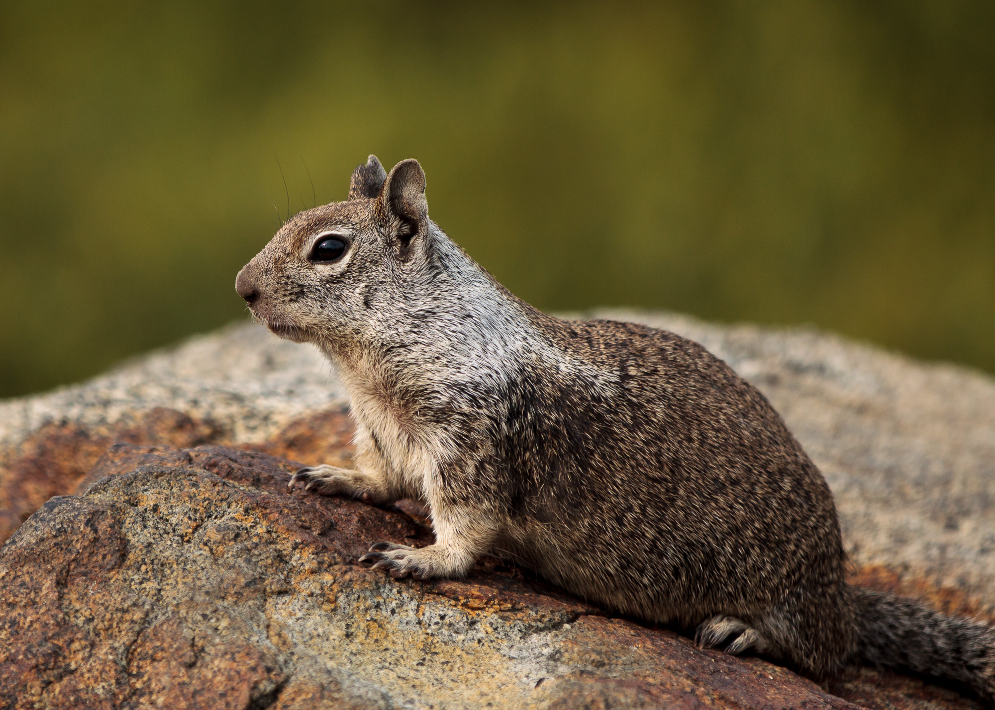 California ground squirrel - HareeshClicks.Com