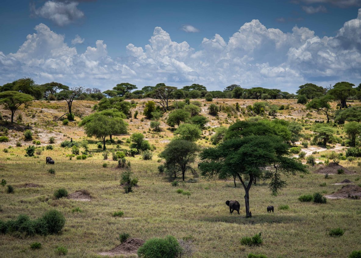 Tarangire national park view with elephants at a distance