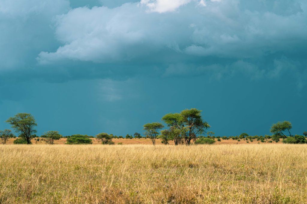 Cloudy day in the african grassland 