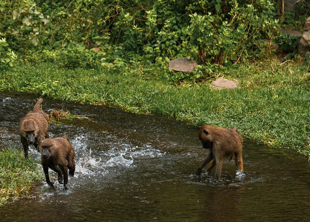 Baboons chasing each other in a river