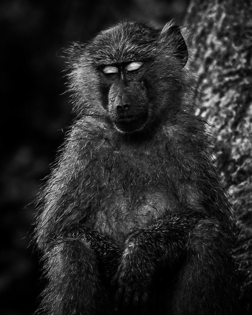 Baboon